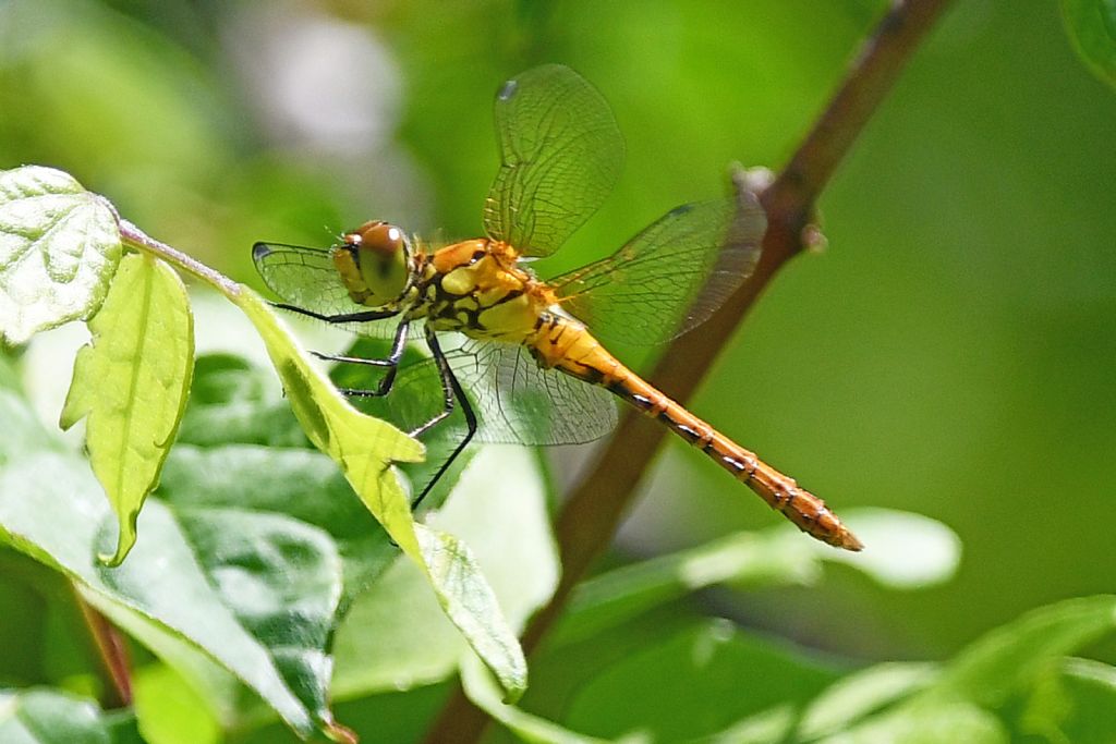 Forse Sympetrum striolatum? no, S. sanguineum